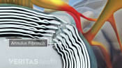 view of spinal disc labeling the annulus fibrosus