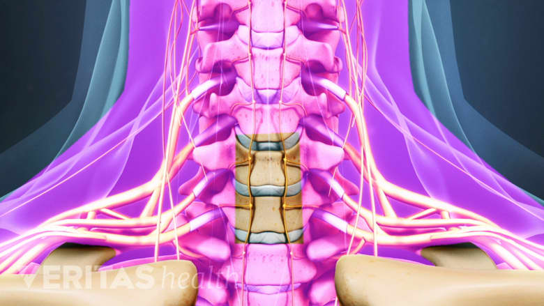Illustration showing cervical spine  and neck area highlighted in pink.