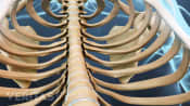 View of thoracic spine and ribs