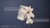 thoracic spinal nerve and the intervertebral foramen