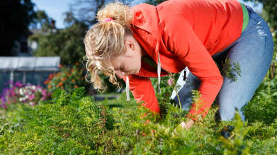 A woman bending over and tending to her garden.