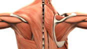 Posterior view of the muscles of the back.