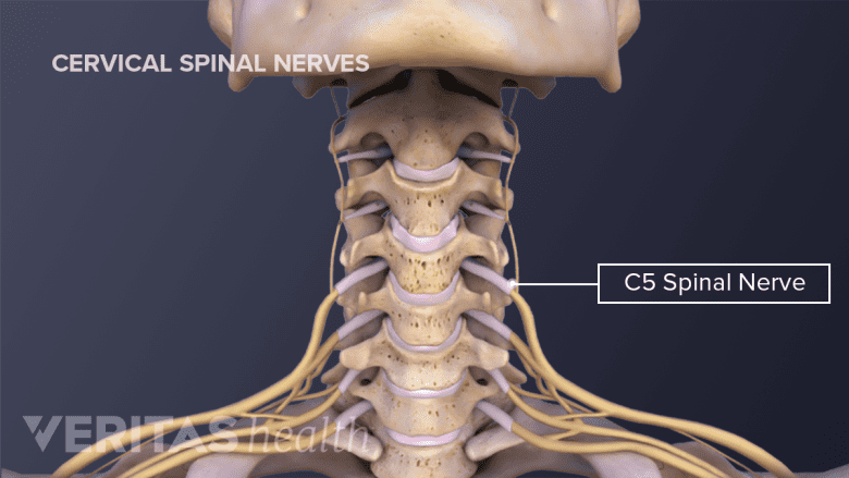 Illustration showing neck anatomy with C5 spinal nerve labelled.