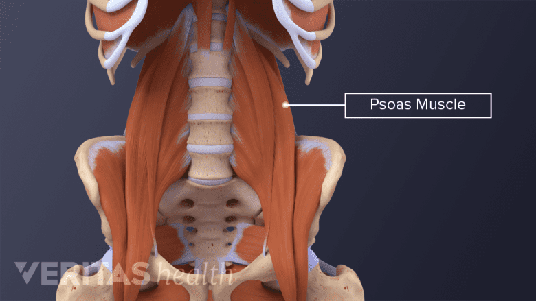 Illustratrion showing pelvis with hip flexor muscles.