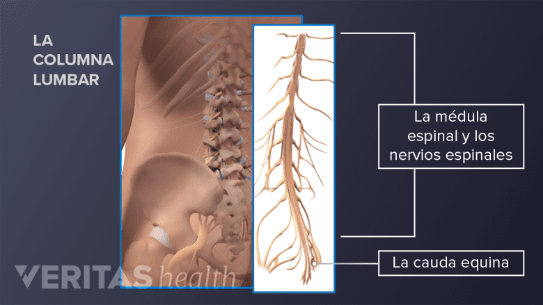 Cauda equina ubicada en la base de la columna vertebral.