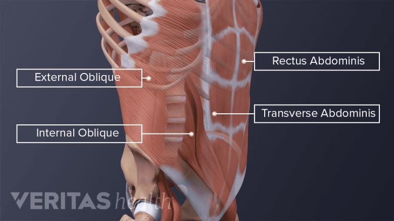 Illustration showing muscles in the lower back.