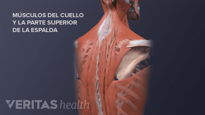 Los músculos del cuello y la parte superior de la espalda.