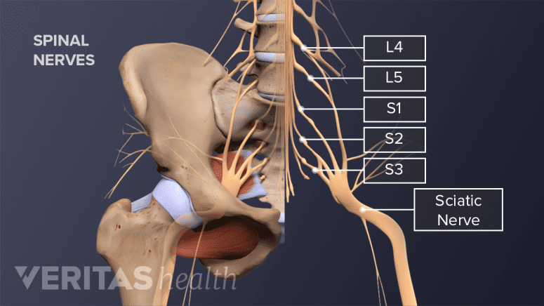 Anterior view of the pelvis labeling L4, L5, S1, S2, S3 and the sciatic nerve.