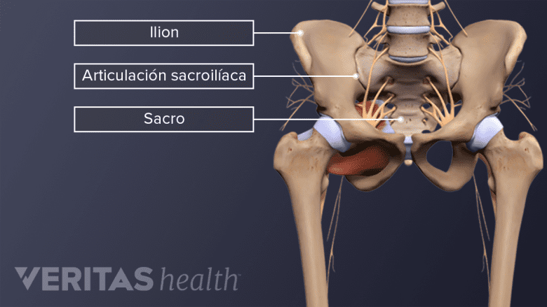 La anatomía de la articulación sacroilíaca en la pelvis.