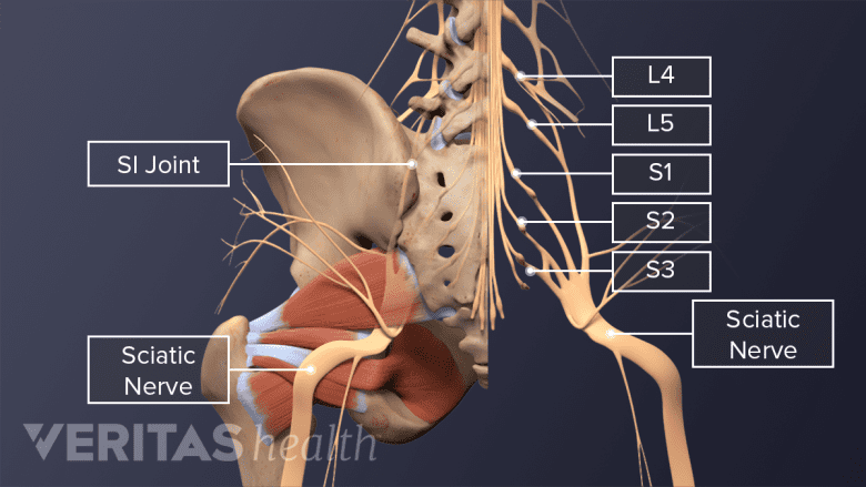 Illustration of the lumbar spinal nerves and the sciatic nerve.