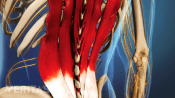Posterior view of muscles in the lower back
