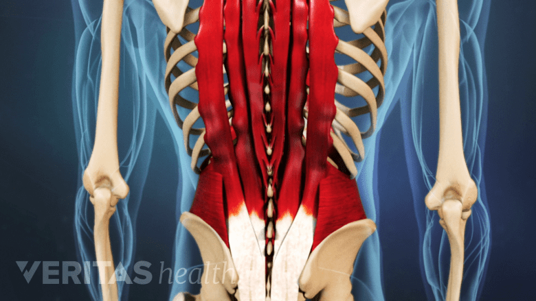 Illustration showing lower back muscle.