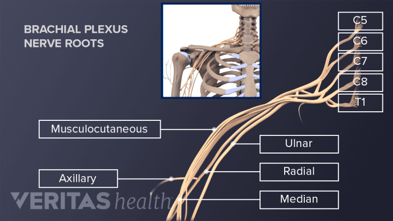 Nerve roots that make up the brachial plexus