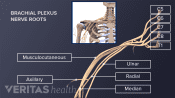 Medical illustration of nerves of the brachial plexus