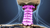 Medical illustration highlighting the cervical vertebrae