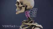 Illustration of vertebrae in the cervical spine