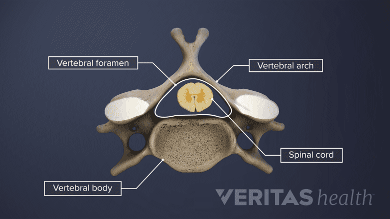 Anatomy of a spinal vertebral level.