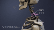 Vista de perfil de la columna cervical con C6-C7 resaltados.