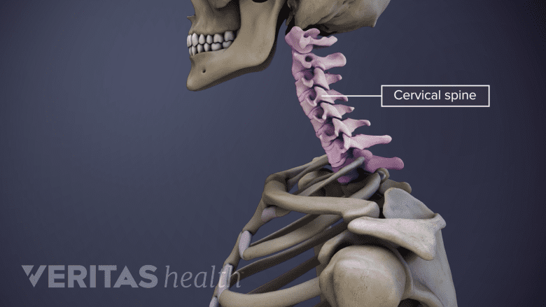 medical illustration of cervical spine.