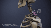 Profile view of the cervical spine with C7-T1 highlighted.