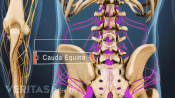 Posterior view of the lower back labeling cauda equina.