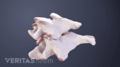 Two cervical vertebrae with bone spurs