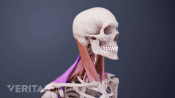 Profile, posterior view of muscles of the neck