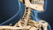 Medical illustration of the cervical spine