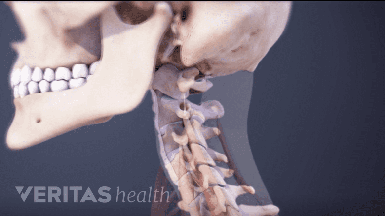Ligaments of the neck.