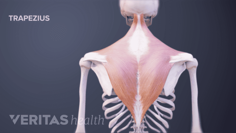 Medical illustration showing treapezius muscle in the back.