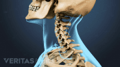 Profile view of cervical spine range of motion