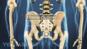 Posterior skeletal view highlighting the Coccyx (tailbone)