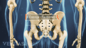 Posterior view of pelvis labeling the coccyx (tailbone).