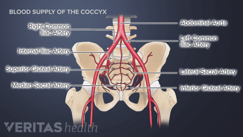 Anterior view of the blood supply in the coccyx