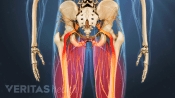 Posterior view degenerative spondylolilsthesis in the legs.