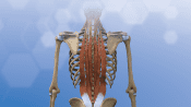 Posterior view of muscles in the back.