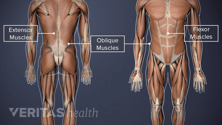 Front and back view of the lumbar muscles.