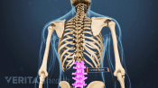 Medical illustration of the bones of the back. The lumbar spine is highlighted.