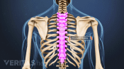Posterior view of the upper back highlighting the thoracic spine.