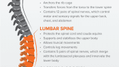 Infographic Showing the Functions of the Spine