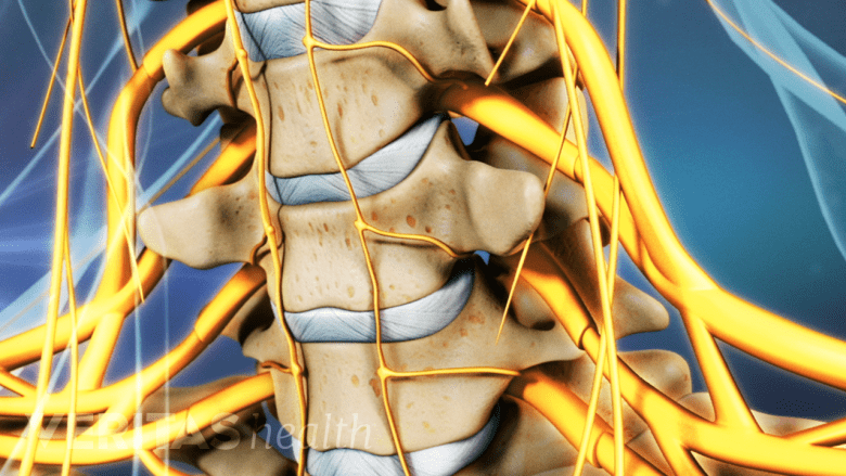 Anterior view of cervical vertebrae
