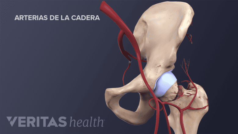 La arterias de la cadera.