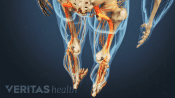Posterior view of the legs with pain in both legs.