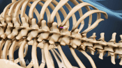 Posterior view of the thoracic and lumbar spine.