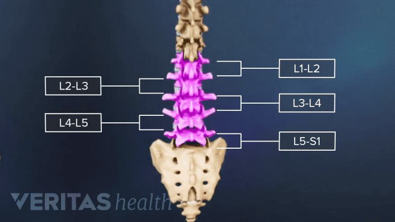 Posterior view of L1-S1