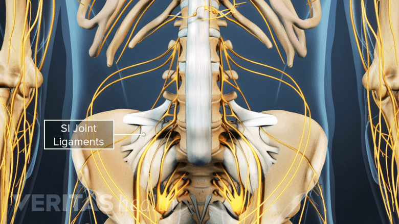 Illustration showing pelvis with tendons anf ligament attachments.