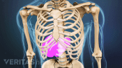Medical illustration of a skeleton's torso. The liver location is highlighted in red