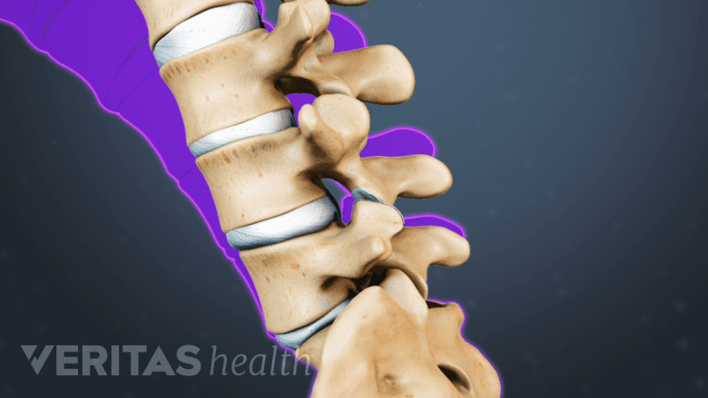 Profile view of the lumbar spine showing flexibility of the spine.