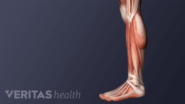 Muscles and ligaments of the leg and foot.