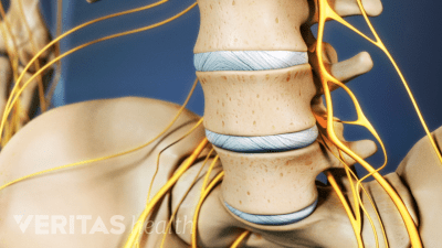 Anterior view of disc between two lumbar vertebrae.